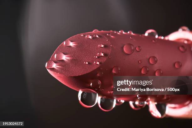 close-up of water drops on red rose - red lipstick stick stock pictures, royalty-free photos & images