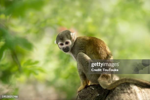 little squirrel monkey - neuweltaffen und hundsaffen stock-fotos und bilder