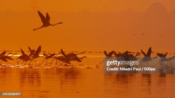 silhouette of birds flying over sea against sky during sunset - niladri paul stockfoto's en -beelden