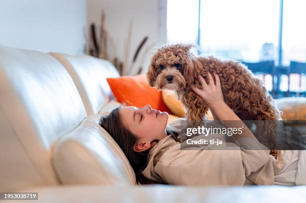 young girl playing with her puppy on the sofa - caniche de juguete fotografías e imágenes de stock