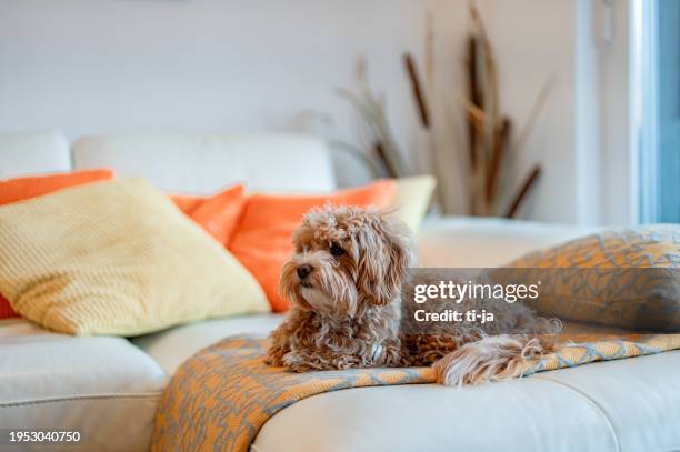 brown maltipoo dog on the sofa - toy poodle stock pictures, royalty-free photos & images