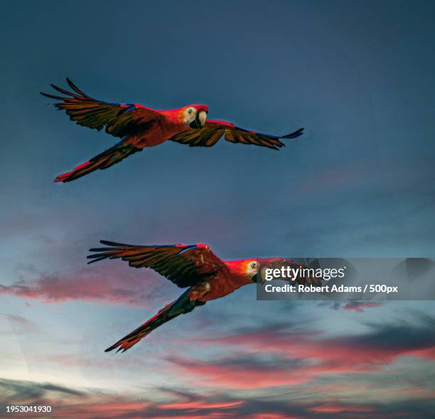 beautiful scarlet green macaw flying action in the sky - araracanga - fotografias e filmes do acervo