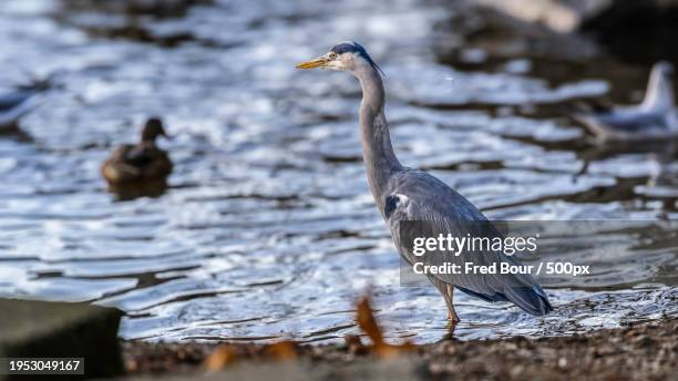 close-up of gray heron - gray heron stock pictures, royalty-free photos & images