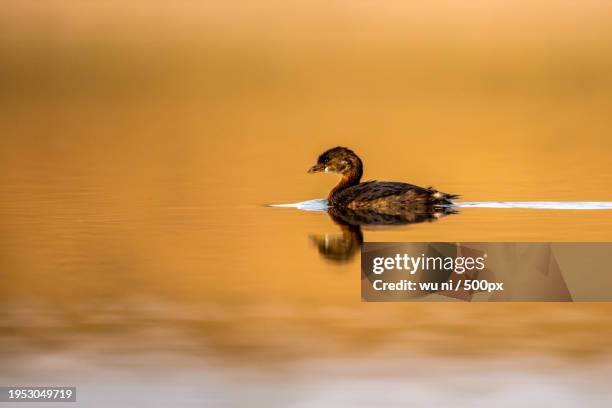 female mallard duck,lincoln,nebraska,united states,usa - ni stock pictures, royalty-free photos & images