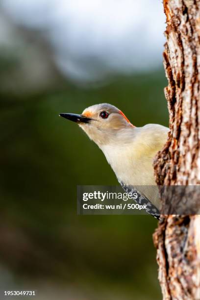 close-up of songpasserine bird perching on tree trunk,lincoln,nebraska,united states,usa - ni stock pictures, royalty-free photos & images