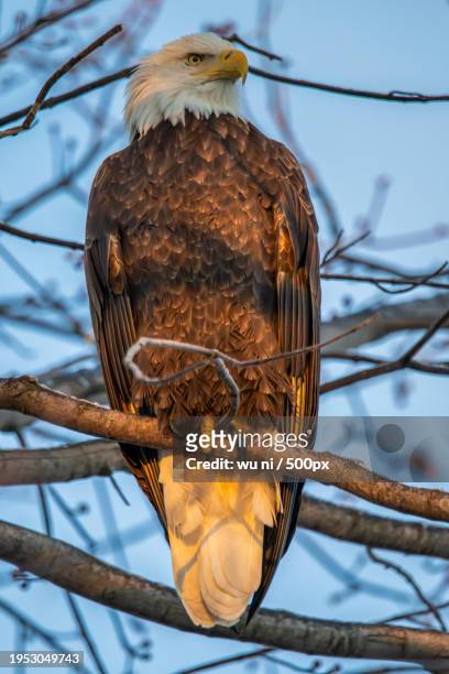low angle view of bald white perching on branch,lincoln,nebraska,united states,usa - ni stock pictures, royalty-free photos & images