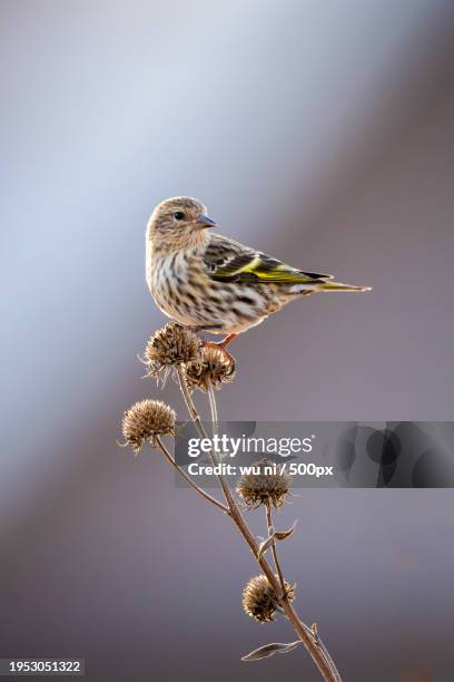 close-up of songfinch perching on plant,lincoln,nebraska,united states,usa - ni stock pictures, royalty-free photos & images