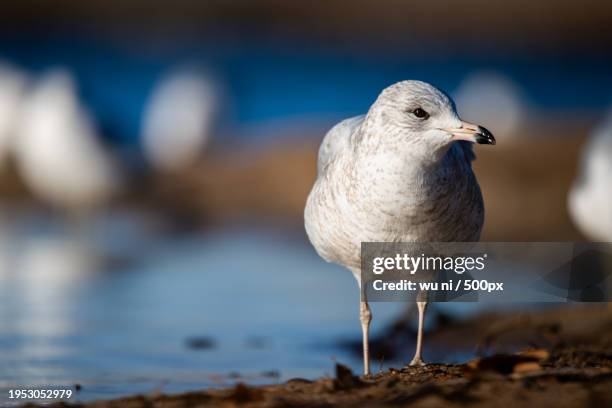 close-up of sea seagull perching on rock,lincoln,nebraska,united states,usa - ni stock pictures, royalty-free photos & images