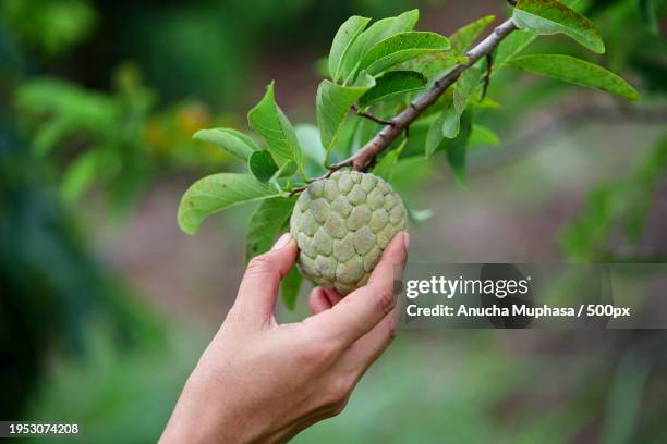 cropped hand of man holding fruit growing on tree - sugar apple stock pictures, royalty-free photos & images