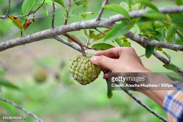 cropped hand of woman holding fruit on tree - sugar apple stock pictures, royalty-free photos & images