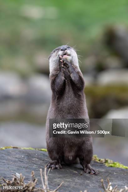 close-up of seal on rock - weasel family stock pictures, royalty-free photos & images
