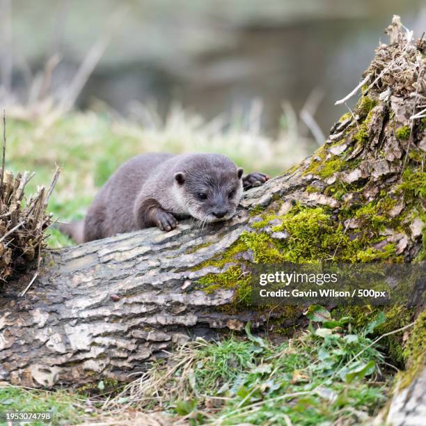 close-up of squirrel on tree trunk - european otter bildbanksfoton och bilder