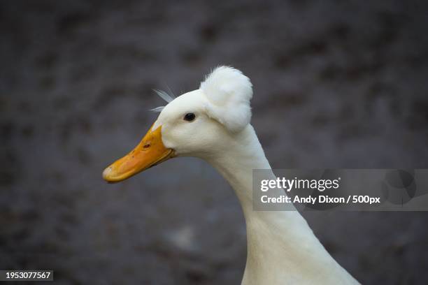 close-up of goose - american pekin duck stock pictures, royalty-free photos & images