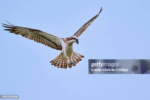 low angle view of osprey flying against clear blue sky,lower saxony,germany - fischadler stock pictures, royalty-free photos & images