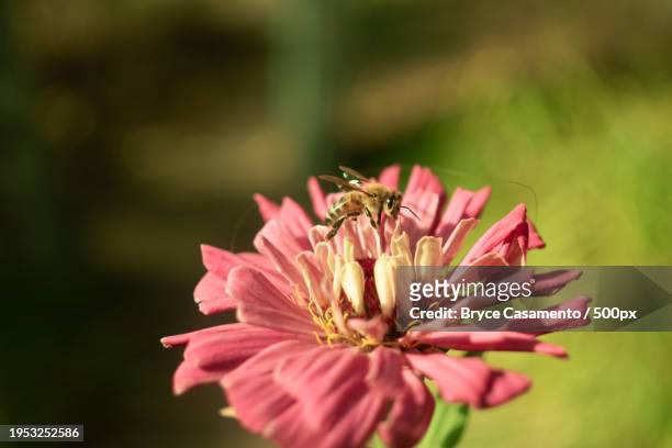 close-up of pink flower,new paltz,new york,united states,usa - casamento stockfoto's en -beelden
