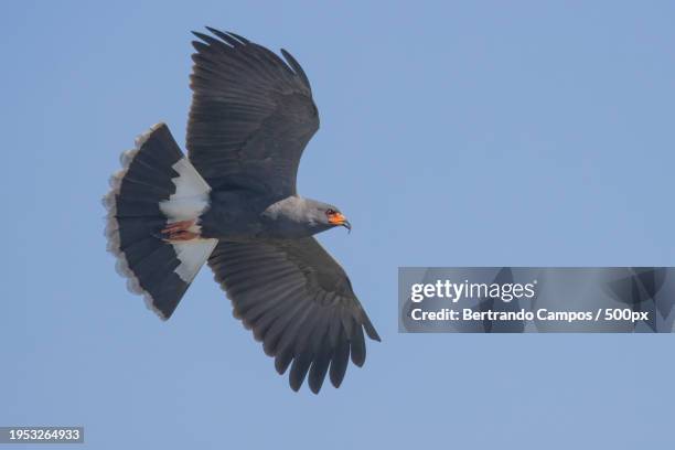 low angle view of eagle of prey flying against clear sky - distrito federal brasilia stock pictures, royalty-free photos & images