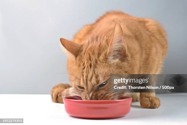 close-up of cat eating food on table,germany - thorsten nilson stockfoto's en -beelden