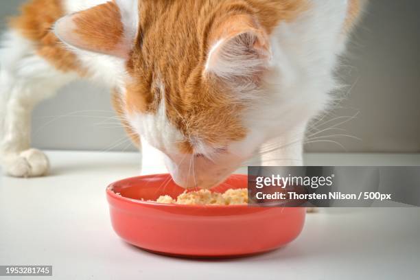 close-up of cat eating food,germany - thorsten nilson foto e immagini stock