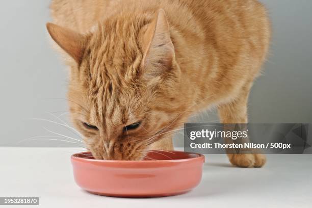 close-up of cat eating food on table,germany - thorsten nilson stockfoto's en -beelden