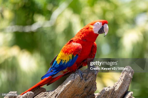close-up of macaw perching on branch,florida,united states,usa - parrot bildbanksfoton och bilder