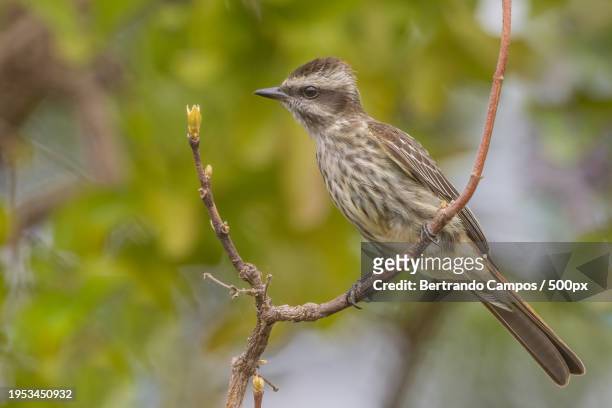 close-up of songfinch perching on branch,brazil - distrito federal brasilia stock pictures, royalty-free photos & images