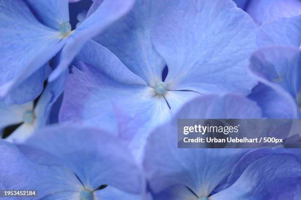 close-up of purple hydrangea flowers - beauty blatt stock pictures, royalty-free photos & images