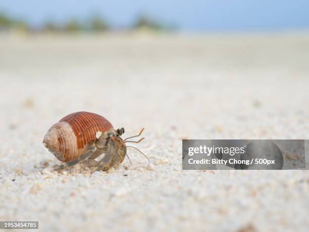 close-up of snail on sand - hermit crab bildbanksfoton och bilder