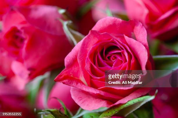 rose flower for love - ali rose stock pictures, royalty-free photos & images