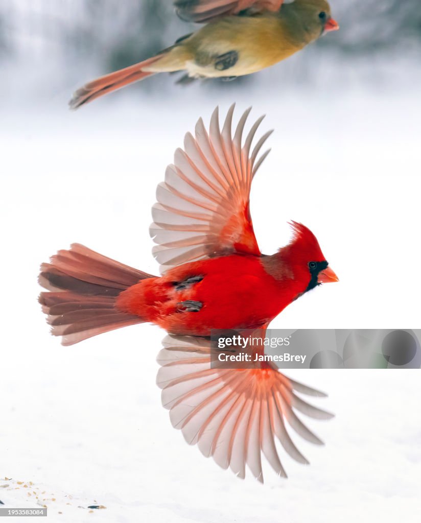 Photo Cardinal In Flight Bright Red Male Cardinal In Flight High-Res Stock Photo - Getty Images