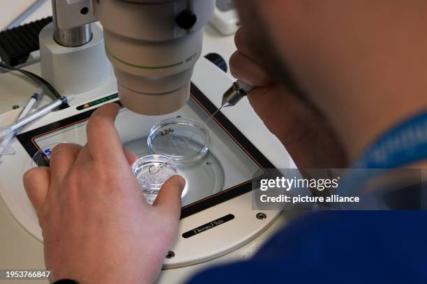 January 2024, Berlin: In the cell laboratory at the Fertility Center Berlin, an electron microscope is used to prepare the fertilization of an egg...