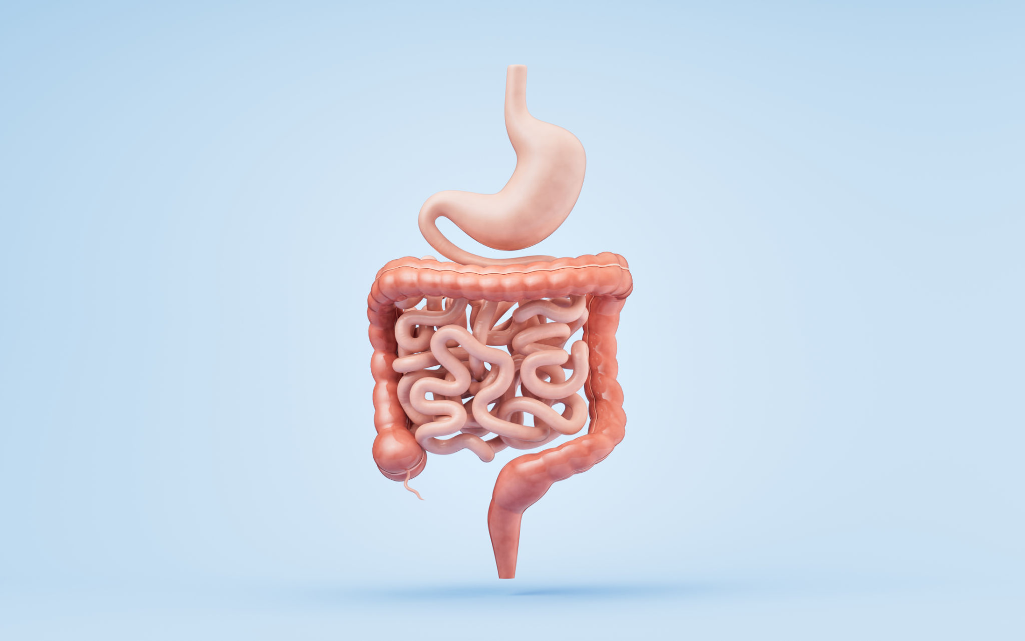 Stomach and intestinal tract, 3d rendering. Stomach and intestinal tract, 3d rendering.