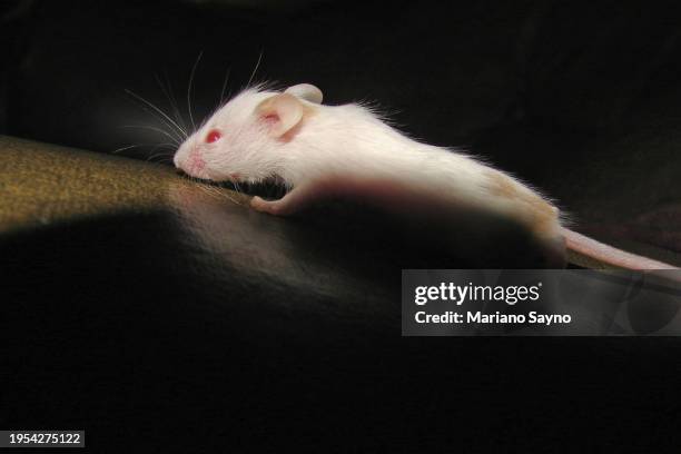 Mouse Right View Mouse Eye View Fotografías e imágenes de stock - Getty Images