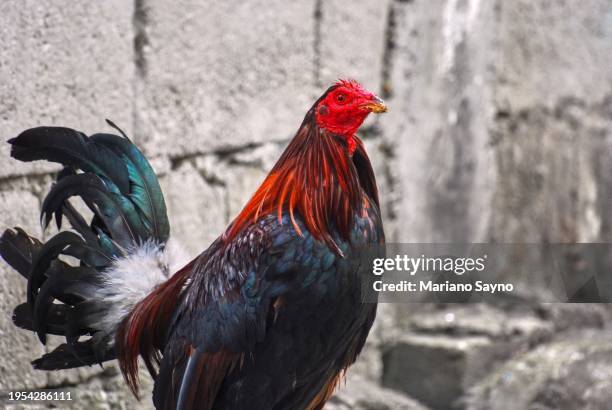 a large rooster stands near a wall. - blood sport stock pictures, royalty-free photos & images