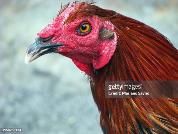 close-up of a rooster's head - blood sport stock pictures, royalty-free photos & images