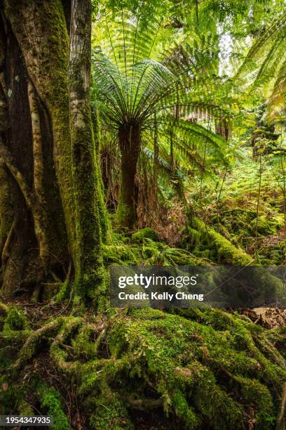 styx valley - tasmania's valley of the giants - tasmania food stockfoto's en -beelden