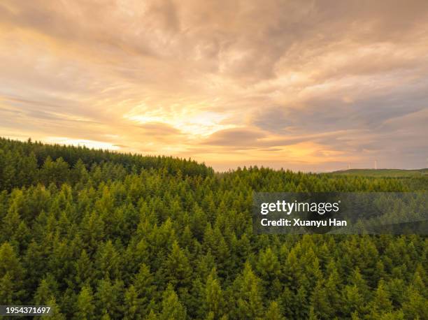 at sunset, the orange sky and lush green mountains and forests - rodeado de árvores imagens e fotografias de stock