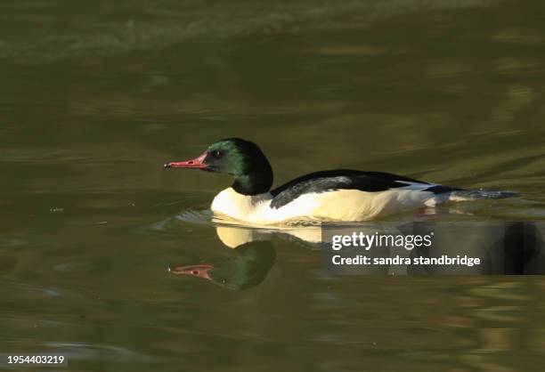 a male goosander, mergus merganser, swimming on a fast flowing river in the uk. it has been diving under the water catching fish to eat. - freshwater bird stock pictures, royalty-free photos & images