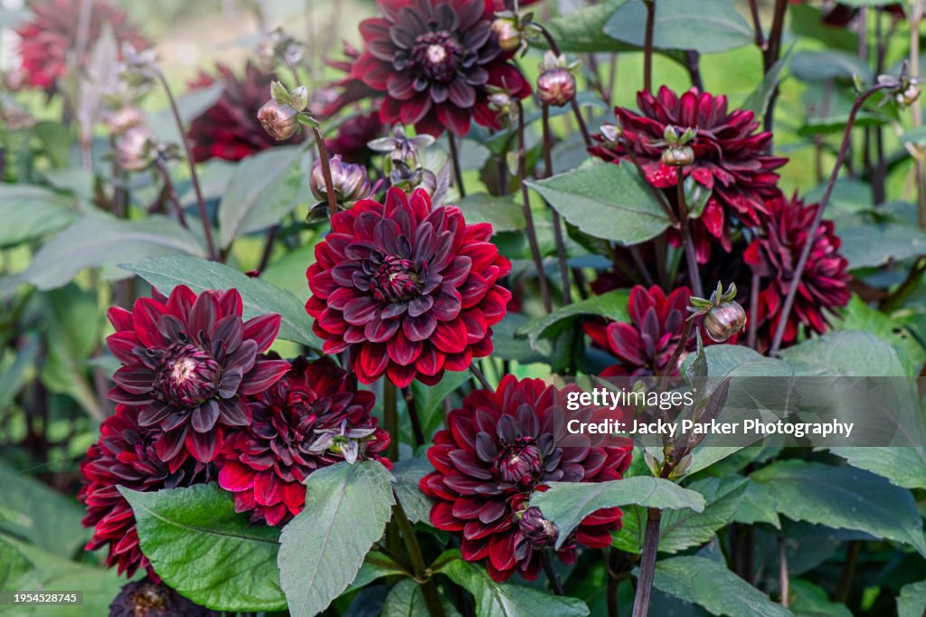 Dark maroon red. Dahlia Nuit D'Ete is a sumptuous semi-cactus dahlia flowers