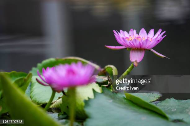 a lot of pink and purple beautiful lotus pond - aichi prefecture stock pictures, royalty-free photos & images