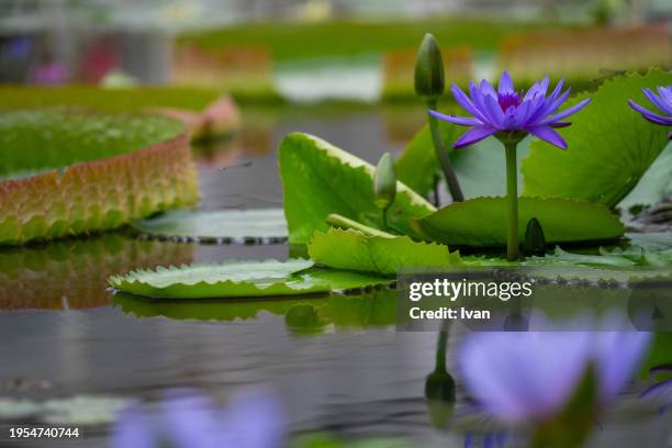 a lot of pink and purple beautiful lotus pond - aichi prefecture stock pictures, royalty-free photos & images