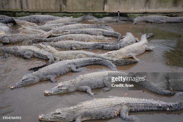 group of crocodile lay on each other - alligator nest imagens e fotografias de stock