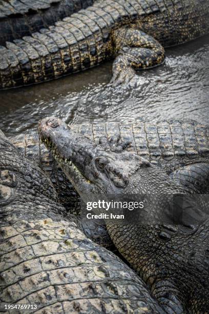 group of crocodile lay on each other - alligator nest stock pictures, royalty-free photos & images