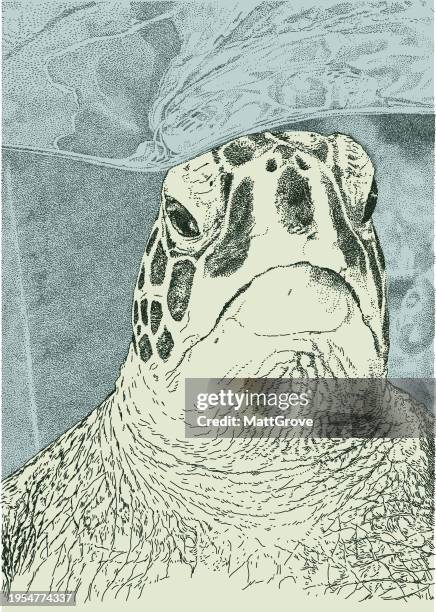 ilustrações de stock, clip art, desenhos animados e ícones de giant turtle head - tartaruga gigante