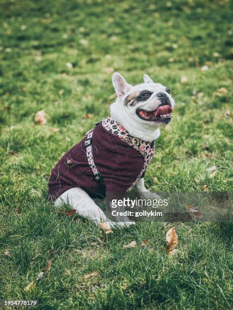 french bulldog in winter jumper - off leash dog park stockfoto's en -beelden