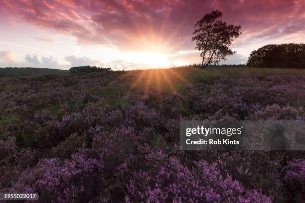 blooming heath on zilvense heide near posbank ( herikhuizerveld ) on the veluwe - posbank stockfoto's en -beelden