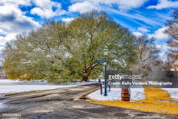majestic compton oak tree in winter, colonial williamsburg - williamsburg virginia stock pictures, royalty-free photos & images