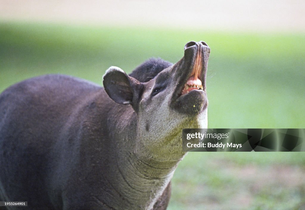 South American Tapir