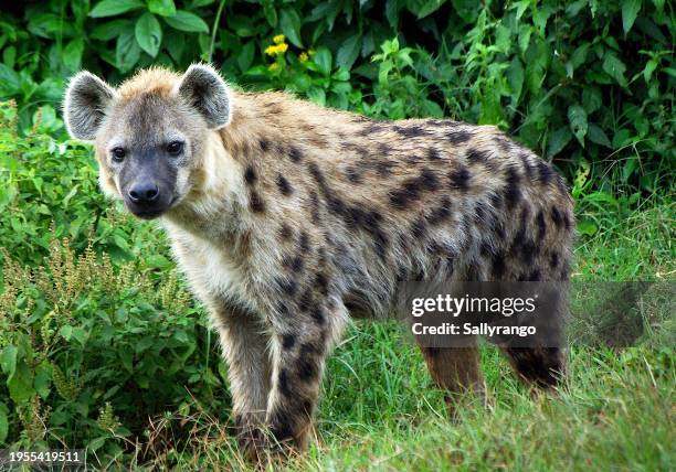 spotted hyena close up looking at camera. - striped hyena stock pictures, royalty-free photos & images