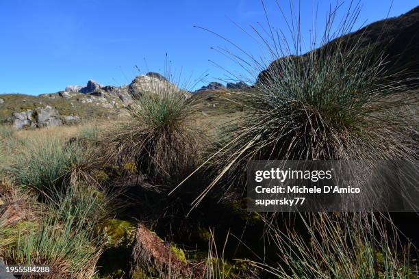 tussocks in a peat bog on the rwenzori mountains - cyperaceae stock pictures, royalty-free photos & images