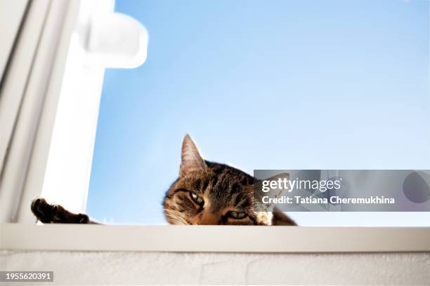 domestic tabby cat lies on the windowsill against the blue sky. minimalism. - tom cat stock pictures, royalty-free photos & images